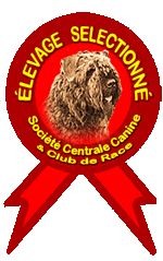 Résultats de l'élevage du clos de la luette spécialisé pour le bouvier des flandres