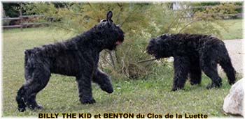 Elevage du CLOS DE LA LUETTE - COPYRIGHT DEPOSE