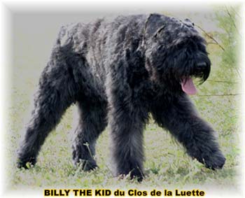 Elevage du CLOS DE LA LUETTE - COPYRIGHT DEPOSE
